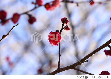 春を告げる梅の花 141386921