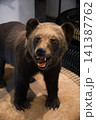 エゾヒグマのはく製 141387762