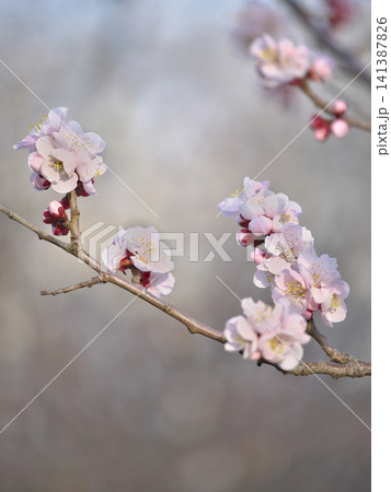 春の訪れを告げる梅の花 自然風景 春の訪れを告げる梅の花 自然風景 141387826