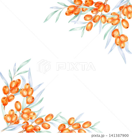Orange seaberries with soft foliage positioned around frame corners, watercolor clipart suitable for cosmetic branding, greeting cards, packaging design, menus, and promotional merchandise Orange seaberries with soft foliage positioned around frame corners, watercolor clipart suitable for cosmetic branding, greeting cards, packaging design, menus, and promotional merchandise 141387900