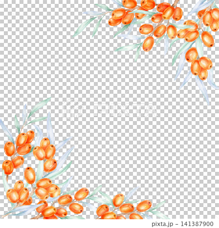 Orange seaberries with soft foliage positioned around frame corners, watercolor clipart suitable for cosmetic branding, greeting cards, packaging design, menus, and promotional merchandise Orange seaberries with soft foliage positioned around frame corners, watercolor clipart suitable for cosmetic branding, greeting cards, packaging design, menus, and promotional merchandise 141387900