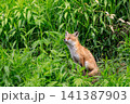 北海道むかわ町、草むらでたたずむキタキツネの子供【5月】 141387903
