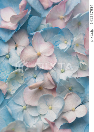 Delicate blue and pink hydrangea blossoms background pattern Delicate blue and pink hydrangea blossoms background pattern 141387954