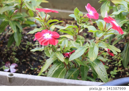 開花した赤いニチニチソウの花 開花した赤いニチニチソウの花 141387999