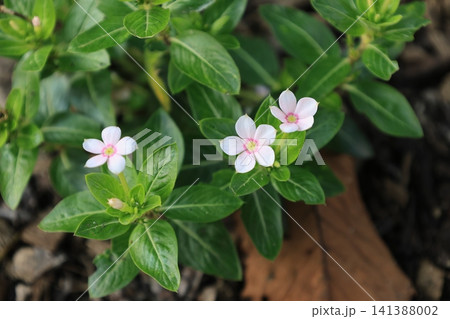 開花した白いニチニチソウの花 開花した白いニチニチソウの花 141388002