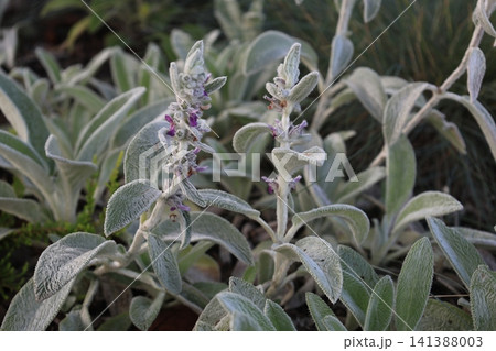 植物のラムズイヤーの葉と紫色の花 植物のラムズイヤーの葉と紫色の花 141388003