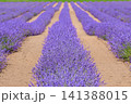 北海道南上富良野町、夏を彩る満開のラベンダー【7月】 141388015