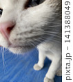 猫の顔アップ 141388049