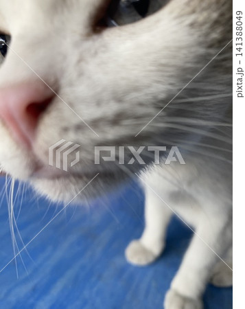猫の顔アップ 141388049