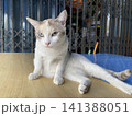 くつろぐセクシー猫 141388051