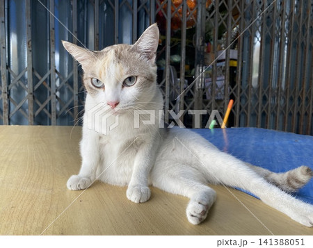 くつろぐセクシー猫 141388051