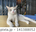 ポーズをとってくれた猫 141388052