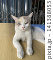 カメラ目線な猫 141388053