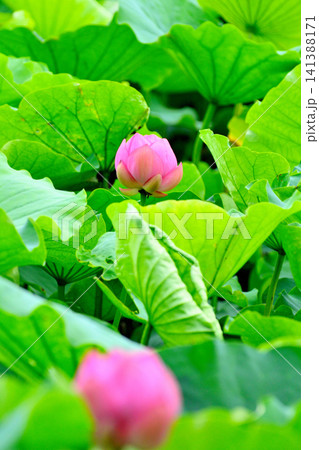 上野公園 不忍池 ハスの花 141388171