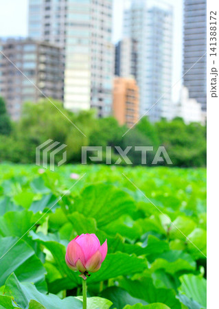 上野公園 不忍池 ハスの花 上野公園 不忍池 ハスの花 141388172