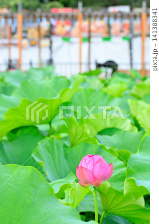 上野公園 不忍池 ハスの花 141388341