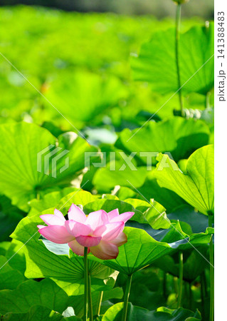 上野公園 不忍池 ハスの花 141388483