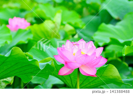 上野公園 不忍池 ハスの花 141388488