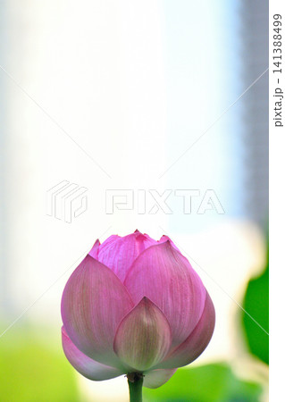 上野公園 不忍池 ハスの花 上野公園 不忍池 ハスの花 141388499