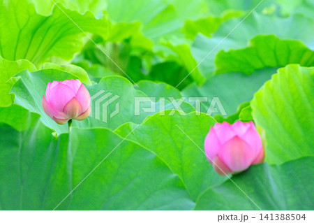 上野公園 不忍池 ハスの花 141388504