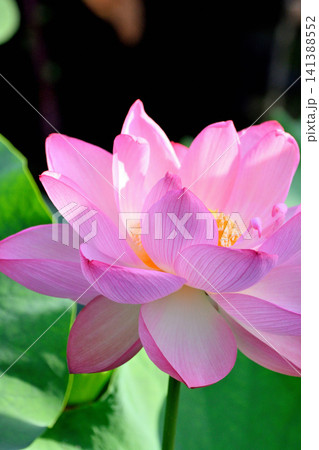 上野公園 不忍池 ハスの花 上野公園 不忍池 ハスの花 141388552