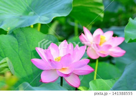 上野公園 不忍池 ハスの花 上野公園 不忍池 ハスの花 141388555