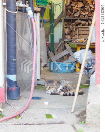 おばあちゃんちの猫 おばあちゃんちの猫 141388564
