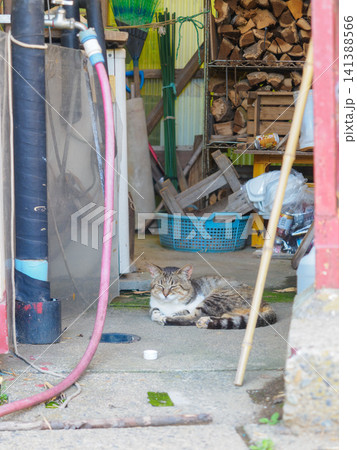 休んでいる猫 休んでいる猫 141388566