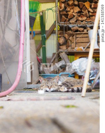 眠る猫 眠る猫 141388569