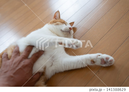 猫のお腹を撫でる 茶トラ白 猫のお腹を撫でる 茶トラ白 141388629