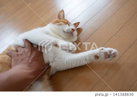 猫のお腹を撫でる 茶トラ白 猫のお腹を撫でる 茶トラ白 141388630
