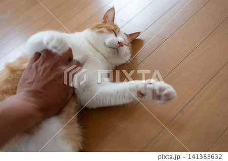 猫のお腹を撫でる 茶トラ白 猫のお腹を撫でる 茶トラ白 141388632