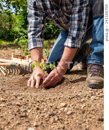 Planting tomato seedlings in the ground by hand. Agriculture. 141388709
