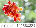 Fresh grapes in focus with blurred background highlighting natural texture color and healthy appeal. 141388823