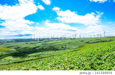 夏の北海道稚内市宗谷丘陵にある国内最大級の風力発電所がある風景 夏の北海道稚内市宗谷丘陵にある国内最大級の風力発電所がある風景 141388959