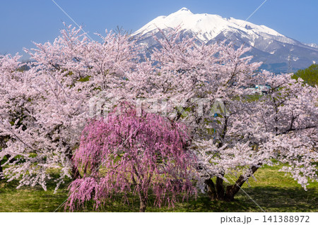 青森県北津軽郡板柳町 岩木川河川公園 満開のソメイヨシノ桜並木やベニシダレザクラと残雪の岩木山の景色 青森県北津軽郡板柳町 岩木川河川公園 満開のソメイヨシノ桜並木やベニシダレザクラと残雪の岩木山の景色 141388972