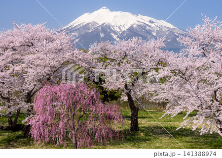 青森県北津軽郡板柳町 岩木川河川公園 満開のソメイヨシノ桜並木やベニシダレザクラと残雪の岩木山の景色 青森県北津軽郡板柳町 岩木川河川公園 満開のソメイヨシノ桜並木やベニシダレザクラと残雪の岩木山の景色 141388974