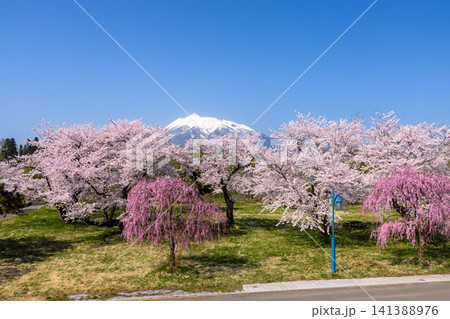 青森県北津軽郡板柳町 岩木川河川公園 満開のソメイヨシノ桜並木やベニシダレザクラと残雪の岩木山の景色 青森県北津軽郡板柳町 岩木川河川公園 満開のソメイヨシノ桜並木やベニシダレザクラと残雪の岩木山の景色 141388976