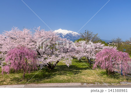 青森県北津軽郡板柳町　岩木川河川公園　満開のソメイヨシノ桜並木やベニシダレザクラと残雪の岩木山の景色 141388981