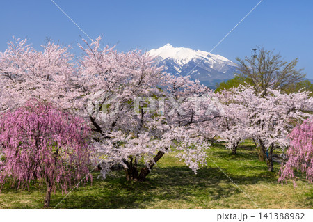 青森県北津軽郡板柳町 岩木川河川公園 満開のソメイヨシノ桜並木やベニシダレザクラと残雪の岩木山の景色 青森県北津軽郡板柳町 岩木川河川公園 満開のソメイヨシノ桜並木やベニシダレザクラと残雪の岩木山の景色 141388982