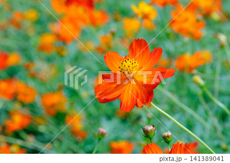 緑豊かな花畑を背景に一輪際立つオレンジのキバナコスモス 緑豊かな花畑を背景に一輪際立つオレンジのキバナコスモス 141389041