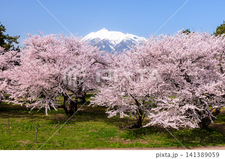 青森県北津軽郡板柳町 岩木川河川公園 満開のソメイヨシノ桜並木と残雪の岩木山の景色 青森県北津軽郡板柳町 岩木川河川公園 満開のソメイヨシノ桜並木と残雪の岩木山の景色 141389059