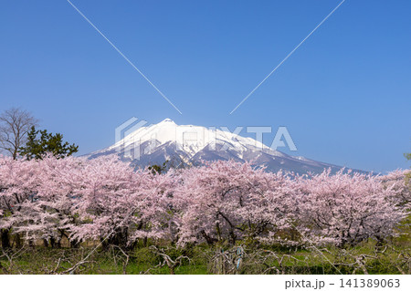 青森県北津軽郡板柳町 岩木川河川公園 満開のソメイヨシノ桜並木と残雪の岩木山の景色 青森県北津軽郡板柳町 岩木川河川公園 満開のソメイヨシノ桜並木と残雪の岩木山の景色 141389063