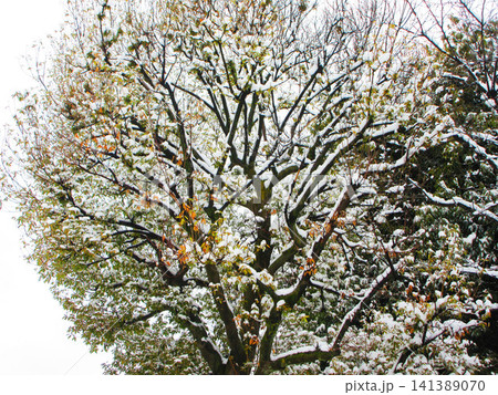 市街地の積雪による様々な風景 市街地の積雪による様々な風景 141389070
