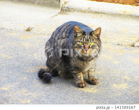 野良猫の地域猫がいる風景 141389167
