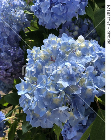 多数の青色の装飾花を備えるアジサイの手毬咲きの花房をクローズアップで撮影した写真 多数の青色の装飾花を備えるアジサイの手毬咲きの花房をクローズアップで撮影した写真 141389174