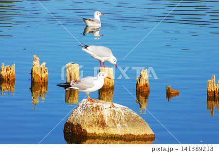 都立舎人公園の多い池に集まるユリカモメなどの水鳥と杭の風景 都立舎人公園の多い池に集まるユリカモメなどの水鳥と杭の風景 141389218