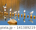 都立舎人公園の多い池に集まるユリカモメなどの水鳥と杭の風景 都立舎人公園の多い池に集まるユリカモメなどの水鳥と杭の風景 141389219