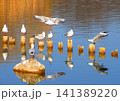 都立舎人公園の多い池に集まるユリカモメなどの水鳥と杭の風景 都立舎人公園の多い池に集まるユリカモメなどの水鳥と杭の風景 141389220