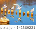 都立舎人公園の多い池に集まるユリカモメなどの水鳥と杭の風景 都立舎人公園の多い池に集まるユリカモメなどの水鳥と杭の風景 141389221